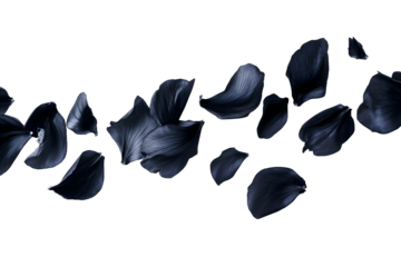 flower petals flying isolated on transparent background