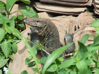 monitor lizards basking in the warm temperatures but remaining alert to threats