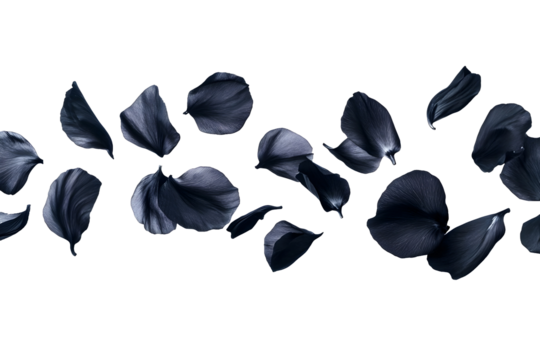 flower petals flying isolated on transparent background