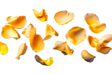 flower petals flying isolated on transparent background