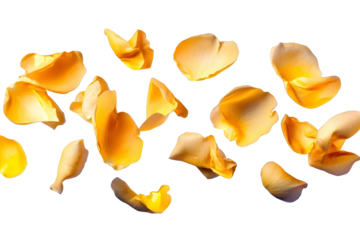 flower petals flying isolated on transparent background
