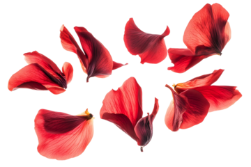flower petals flying isolated on transparent background