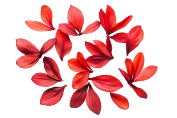 flower petals flying isolated on transparent background