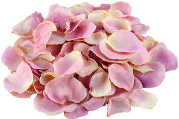 flower petals flying isolated on transparent background