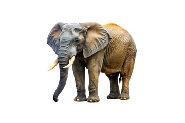 Obraz premium High-Quality Elephant PNG Images – Transparent Background Download