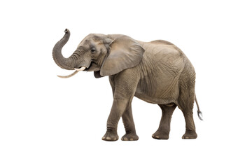 Obraz premium elephant isolated on white