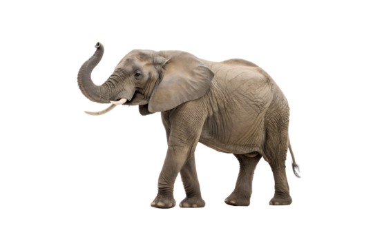 elephant isolated on white
