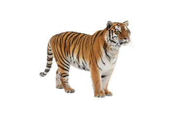 Obraz premium High-Quality Tiger PNG Images – Transparent Background Download