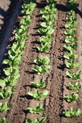 Yuma Arizona USA lettuce crops that supplies 90% of the United States lettuce from Oct to Mar.