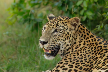 The Sri Lankan leopard or Ceylon leopard (Panthera pardus kotiya) is a leopard subspecies native to...
