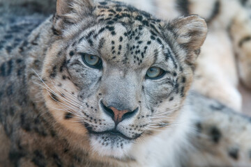 One of most beautiful big cat, snow leopard - Irbis, Uncia uncia, Close up portrait, 