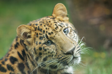 The Amur leopard (Panthera pardus orientalis) is a leopard subspecies native to the Primorye region of southeastern Russia and northern China.