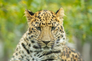 The Amur leopard (Panthera pardus orientalis) is a leopard subspecies native to the Primorye region of southeastern Russia and northern China.