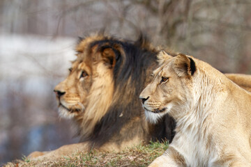 Panthera leo leo is a lion subspecies present in West Africa, northern Central Africa and India.