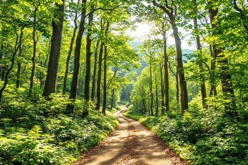 Obraz premium Serene forest path with sunlight filtering through lush green trees.