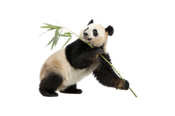 Stunning Panda PNG Clipart – High-Resolution Transparent Artwork
