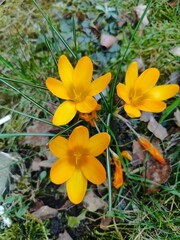 Crocus flavus