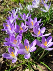 Crocus vernus 
