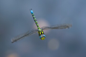 Emperor Dragonfly captured in flight over water.