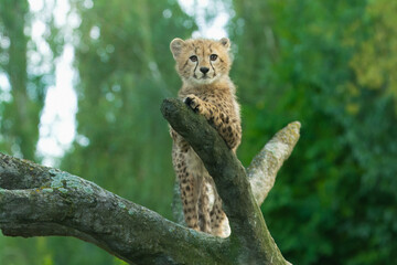 Cheetah, Young cheetah, Baby cheetah, Cheetah mum, Safari, Africa, Wildlife, Nature, Big cat, Predator, Grassland, Savannah, Spots, Fur, Fast, Hunter, Carnivore, Endangered, Speed, Elegance