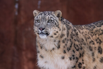 Fototapeta premium One of most beautiful big cat, snow leopard - Irbis, Uncia uncia, Close up portrait, 