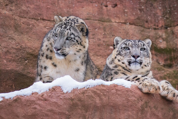 One of most beautiful big cat, snow leopard - Irbis, Uncia uncia, Close up portrait, 