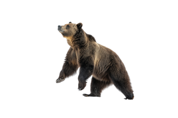 Stunning Bear PNG Clipart – High-Resolution Transparent Artwork