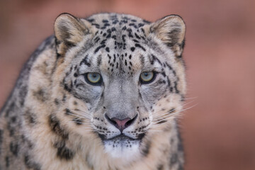 One of most beautiful big cat, snow leopard - Irbis, Uncia uncia, Close up portrait, 