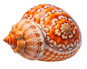 seashell isolated on white background