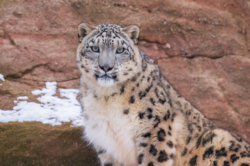 Naklejka premium One of most beautiful big cat, snow leopard - Irbis, Uncia uncia, Close up portrait, 