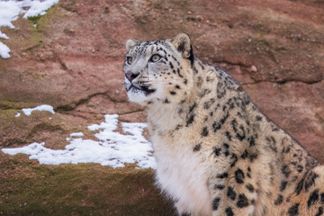 One of most beautiful big cat, snow leopard - Irbis, Uncia uncia, Close up portrait, 