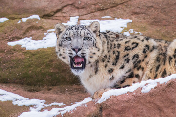 One of most beautiful big cat, snow leopard - Irbis, Uncia uncia, Close up portrait, 