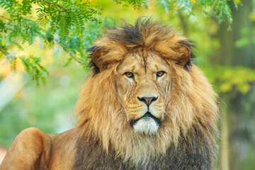 Panthera leo leo is a lion subspecies present in West Africa, northern Central Africa and India. In West and Central Africa it is restricted to fragmented and isolated populations.