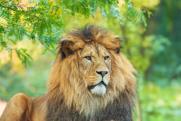 Panthera leo leo is a lion subspecies present in West Africa, northern Central Africa and India. In West and Central Africa it is restricted to fragmented and isolated populations.