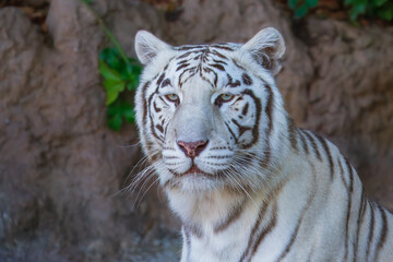 The white tiger or bleached tiger is a leucistic pigmentation variant of the mainland Asian tiger. It is reported in the wild from time to time in the Indian states of Madhya Pradesh, Assam