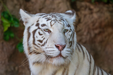 The white tiger or bleached tiger is a leucistic pigmentation variant of the mainland Asian tiger. It is reported in the wild from time to time in the Indian states of Madhya Pradesh, Assam