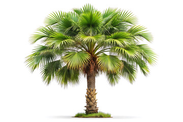 Fototapeta premium long palmyra palm tree isolated on white background 