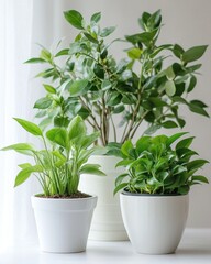 Fototapeta premium Serene indoor scene of lush green plants in white pots against a soft white background creating a peaceful and calming atmosphere
