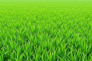 Fototapeta premium Green grass field on a natural background.