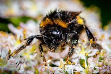 Macro Photography of a Bumblebee Covered in Pollen on White Flowers