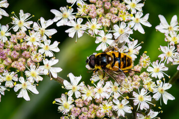 Macro Shot of a Hoverfly on Delicate White Flowers