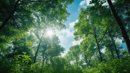 green sky with trees