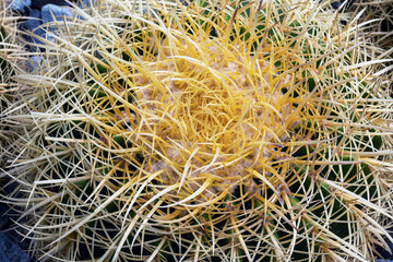 Top part of Golden barrel cactus (Echinocactus grusonii) with spines and thorns. Close up beautiful...
