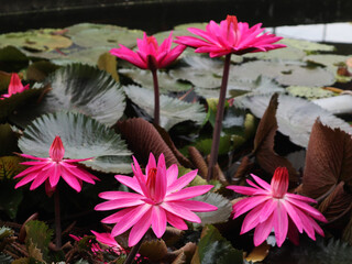 Red lotus blooms beautifully in the pond