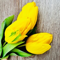 Yellow tulips
