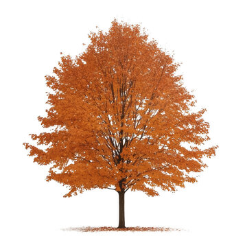 A large tree with orange leaves stands alone on a white background. The tree is the main focus of the image, and its vibrant color contrasts with the white background, creating a sense of warmth