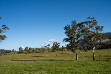 farming meadow landscape on a farm in australia