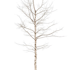 Obraz premium A tall, bare tree stands alone on a white background. The tree is bare and has no leaves, giving it a sense of loneliness and emptiness. The white background emphasizes the tree's starkness