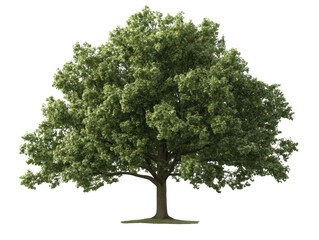 A large tree with green leaves is standing alone in a field. The tree is the main focus of the image, and it is a symbol of strength and resilience. The field surrounding the tree is empty