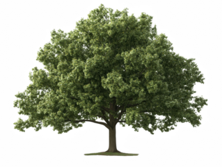 A large tree with green leaves is standing alone in a field. The tree is the main focus of the image, and it is a symbol of strength and resilience. The field surrounding the tree is empty